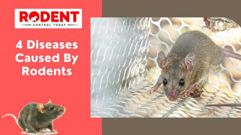 Diseases Caused By Rodents