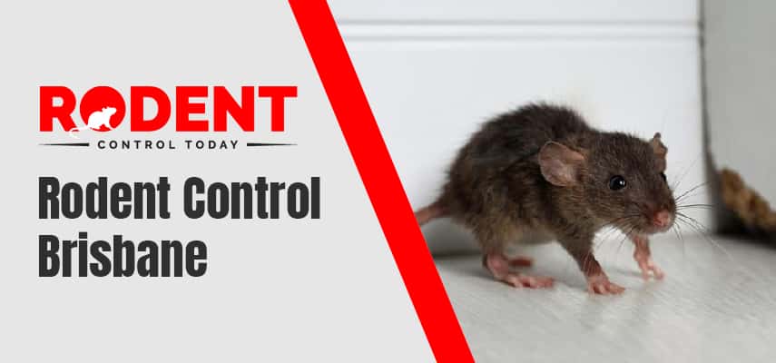 Rodent Control Brisbane