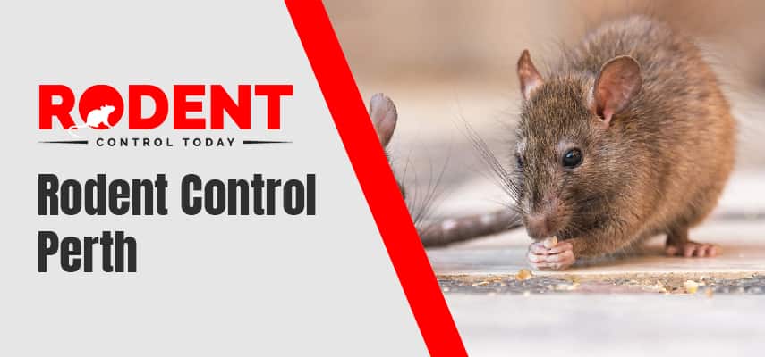 Rodent Control Perth