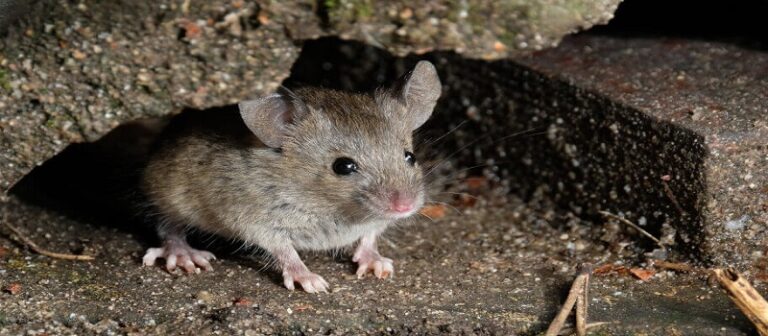 Some-Common-Rats-And-Mice-Species-Found-In-Australia