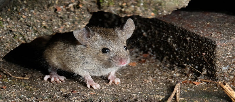 Some Common Rats And Mice Species Found In Australia