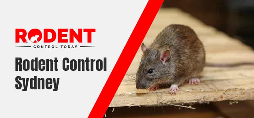 Best Rodent Control Sydney