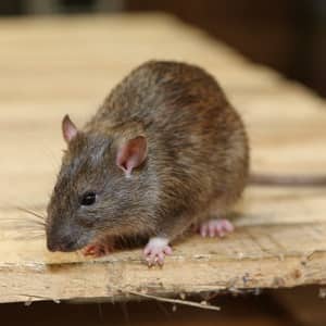 Brown Rat Control Melbourne