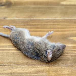 Dead Rat Removal Melbourne