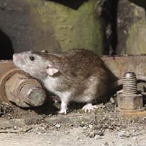 Norway Rat Control Melbourne