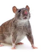 rat control melbourne
