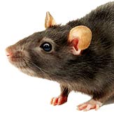 Professional Rat Control Service