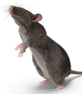 Rodent Control and Removal Melbourne