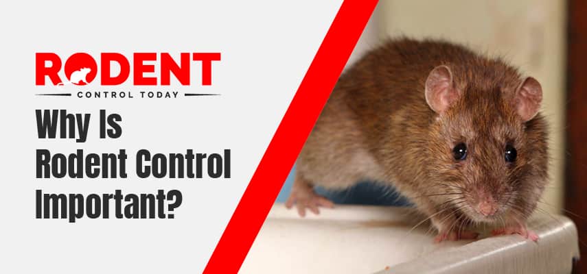 Why Is Rodent Control Important