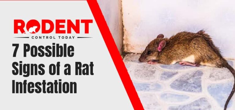 Rat Infestation Service