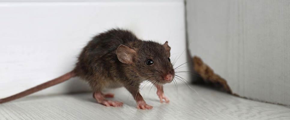 Rodenticides  Rodent Control Guide